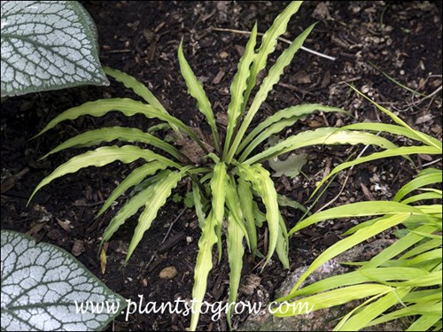 A small ruffled leaf Hosta.